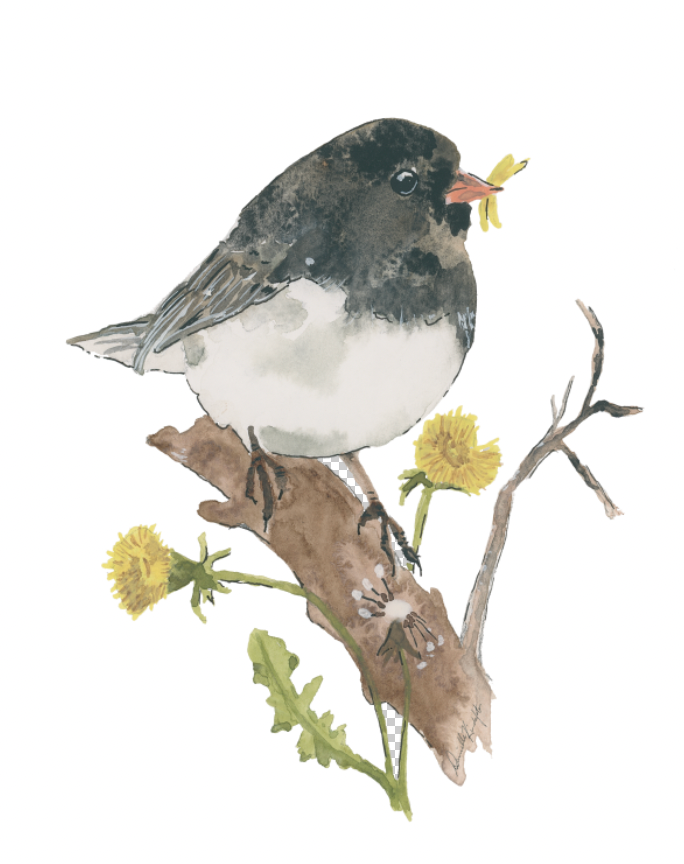 Junco and Daffodil-Canvas